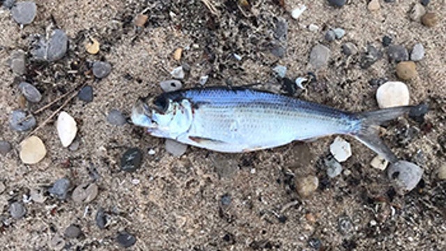 Seeing dead fish along Lake Michigan? DNR says this year's die-off is 'larger than normal'