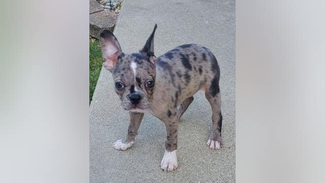 Suspects steal tools, puppy from mobile locksmiths during armed robbery in Romulus