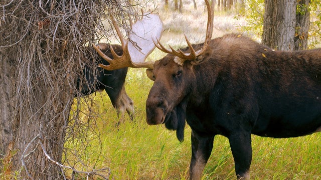 6 moose hit by vehicles in UP; Michigan DNR urges drivers to be careful at night