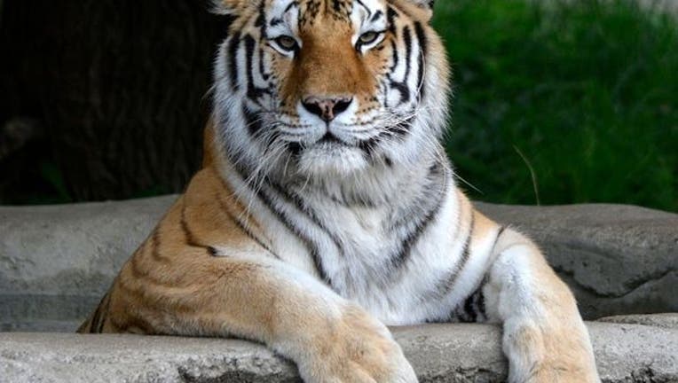 Kisa, an Amur tiger, died today at the Detroit Zoo. Photo credit: Roy Lewis