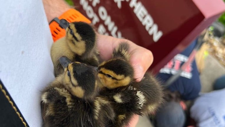 Ducklings rescued