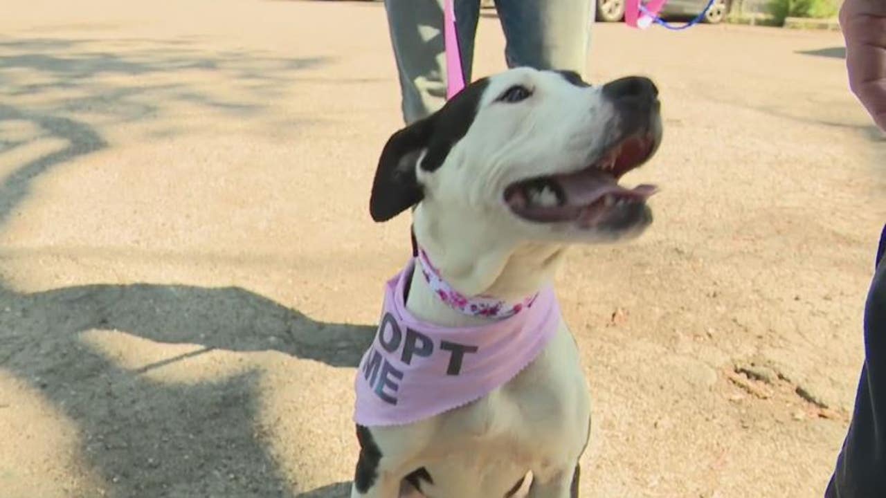 Check out our “Adopt Me” Bandanas to support local animal shelters