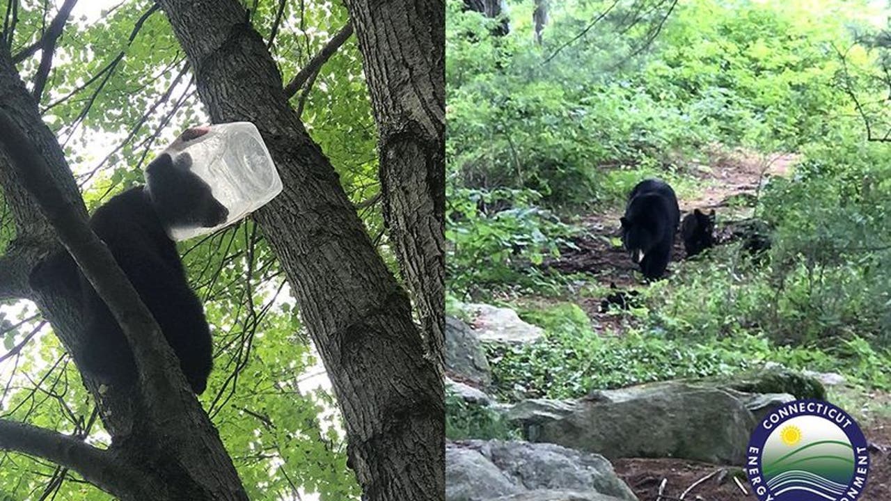 Bear cub rescued after getting head stuck in plastic jug - Vimarsana News