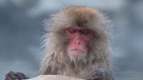 Japanese city searching for wild monkeys after nearly 40 people attacked