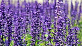 Blake's Lavender Market returns this weekend - What to expect at festival