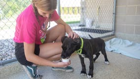 Washtenaw Dairy surprises shelter dogs with pup cups on 90-degree day