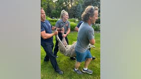 Bloomfield Township officials called in for trio of loose sheep