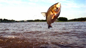 DNA from Asian carp species found in Lake Erie