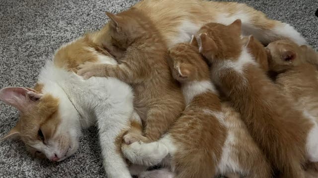 40 cats rescued from neglectful situation at Monroe County home
