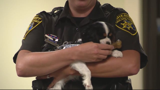 Oakland County Sheriff's Office welcomes new comfort dogs, Sadie and Wildcat