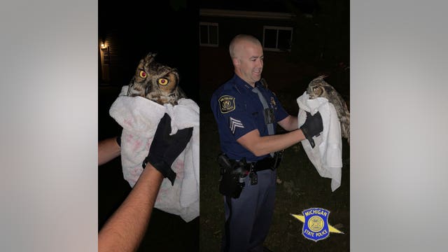 Michigan State Police help injured owl hit by car