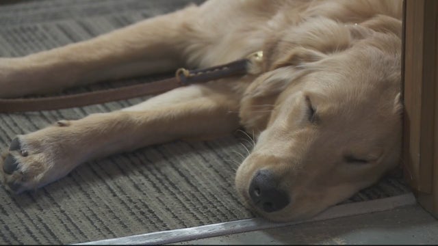 Puppy found alive after Macomb County plane crash