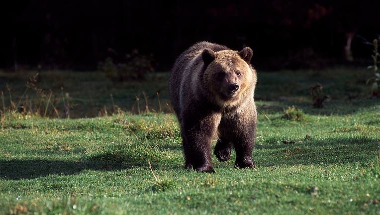 Grizzly bear (Ursus arctos horribilis)