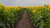 Vast sunflower field in Michigan's Upper Peninsula opens soon