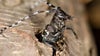 Michigan DNR asks people to look out for invasive Asian longhorned beetle