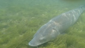Saugatuck Brewing Co. to use beer to help Michigan lake sturgeon