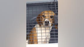 Beagles rescued from Virginia breeding facility headed to Michigan