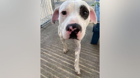 Detroit Animal Care waives adoption fees through Sunday to celebrate National Dog Day