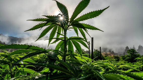 Michigan State Police stop marijuana blood testing due to CBD false positives