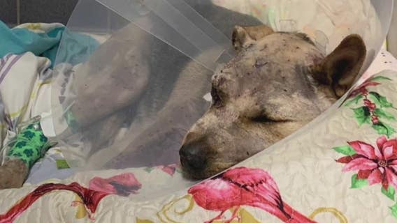 Rescue needs help for dog found shot by pellets across body and head