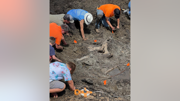 Mastodon found in West Michigan during construction project dig