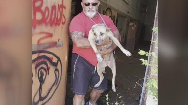 Detroit Pit Crew says number of abused, abandoned dogs it is helping is greatest number in years