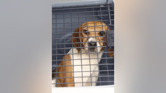 Beagles rescued from Virginia breeding facility headed to Michigan