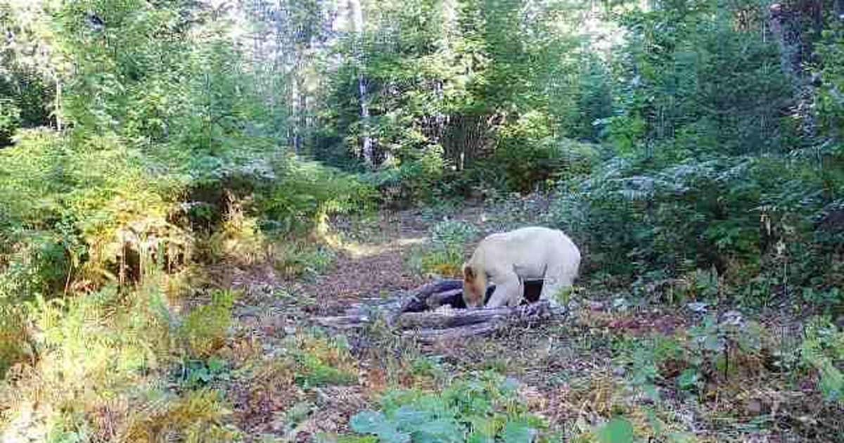 Rare white black bear believed to have been killed by wolves after ...