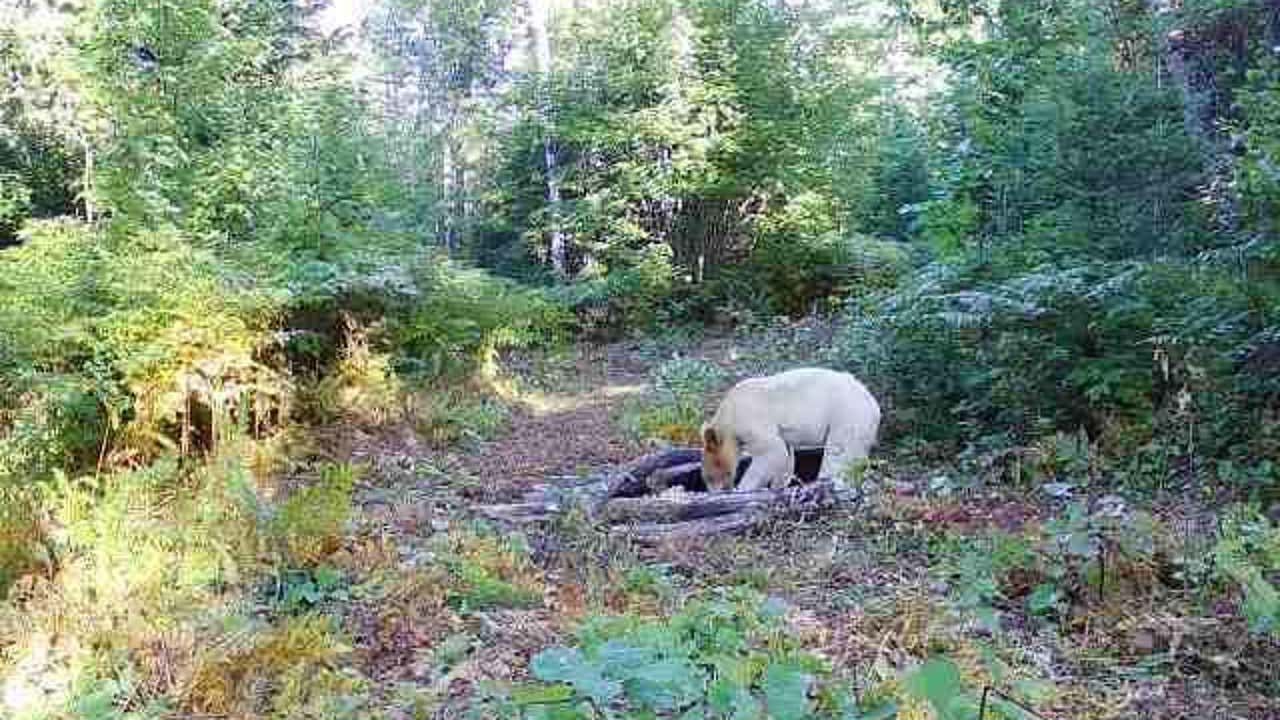Rare white black bear caught on Michigan trail camera | FOX 2 Detroit