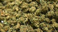 Michigan company shipped dirt while identifying it as marijuana flower; fined $2M by state