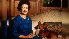 The Queen’s corgis to be taken in reportedly by Prince Andrew and Sarah Ferguson