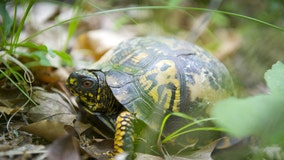 Box turtles, bumblebees, and long-eared owls recommended for Michigan endangered species list