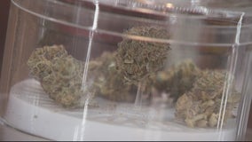 Detroit marijuana business licenses now up for grabs with application process open