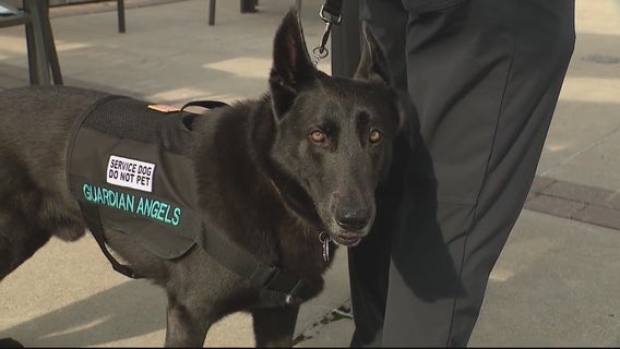 How to help Michigan veterans, first responders get service dogs