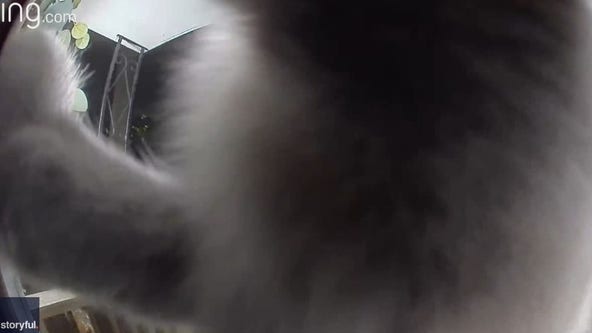 Missing cat returns home, alerts doorbell camera