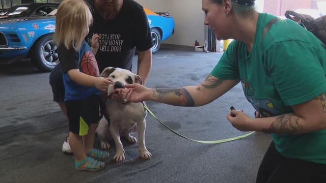 Friends for Animals of Metro Detroit, Gateway Classic Cars team up at adoption event