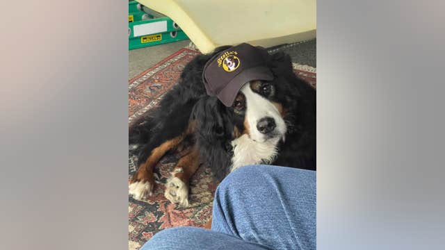 Mascot of Plymouth's Stella's Black Dog Tavern dies after cancer battle
