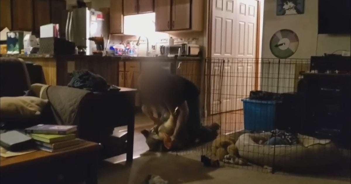 Macomb County veterinarian likely to face animal abuse charges for choking, beating German shepherd