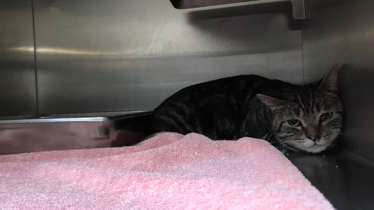 Cats affected by Milepost 97 Fire head to Cat Adoption Team - Cat