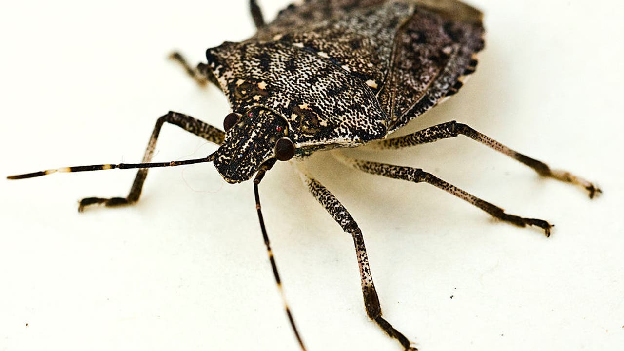 Climate change could lead to more invasive stink bugs in Michigan, study predicts