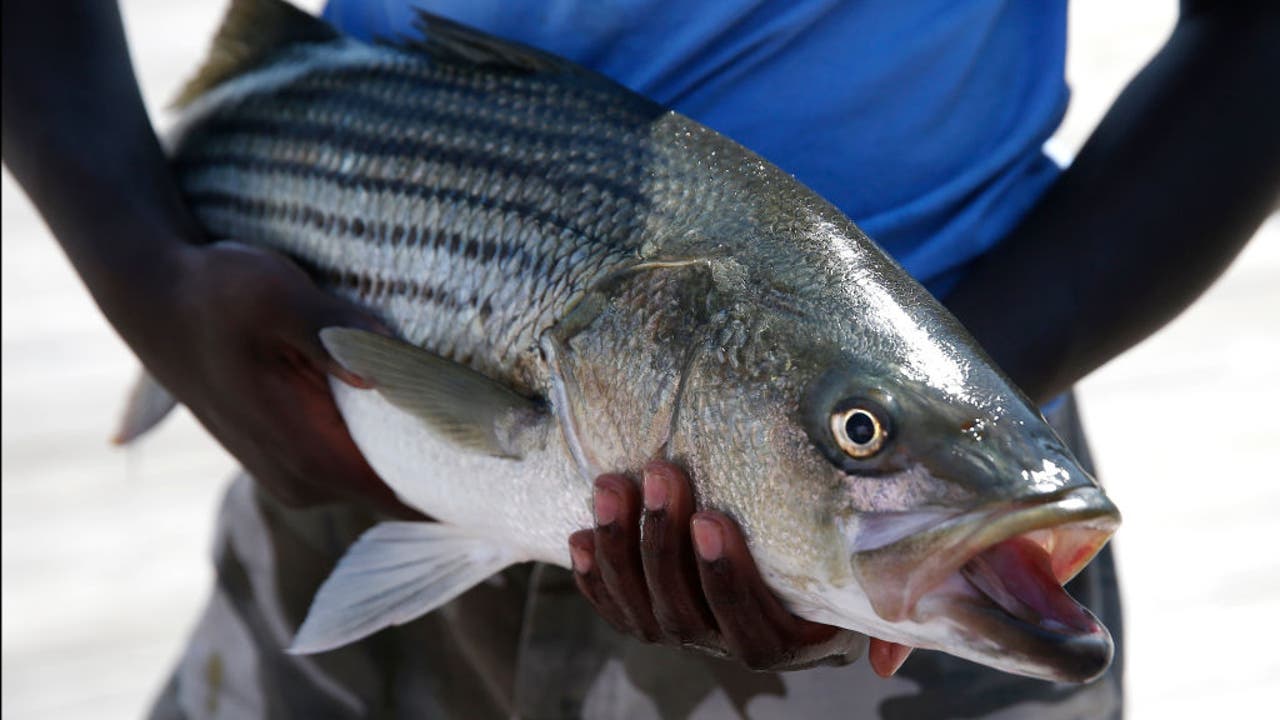 Reel wrong handed rant, Bass vs walleye debate, Find fish