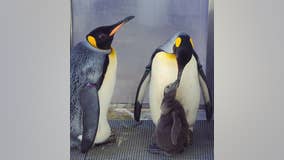 Detroit Zoo king penguins now foster parents to new chick