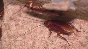 Cockroach infestation on street causes Halloween cancellation on street in Wyandotte