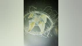 Jellyfish discovered in Island Lake Recreation Area pond near Brighton
