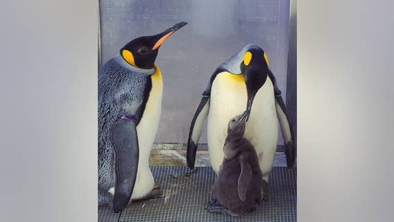 Detroit Zoo king penguins now foster parents to new chick