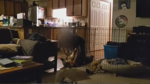 Shelby Township vet arraigned on animal cruelty charge after dog abuse video