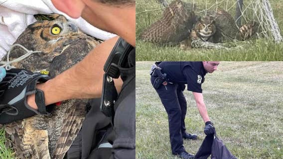 Canton police save owl trapped in soccer goal net