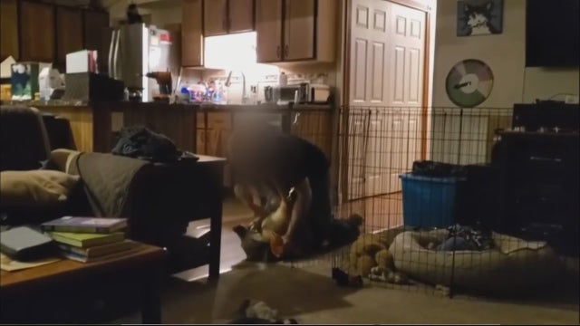 Police detail video of Macomb County veterinarian caught abusing German Shepherd
