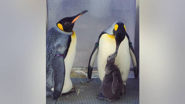 Detroit Zoo king penguins now foster parents to new chick