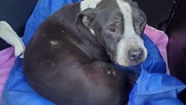 Detroit man arrested on charges of burying his dog alive